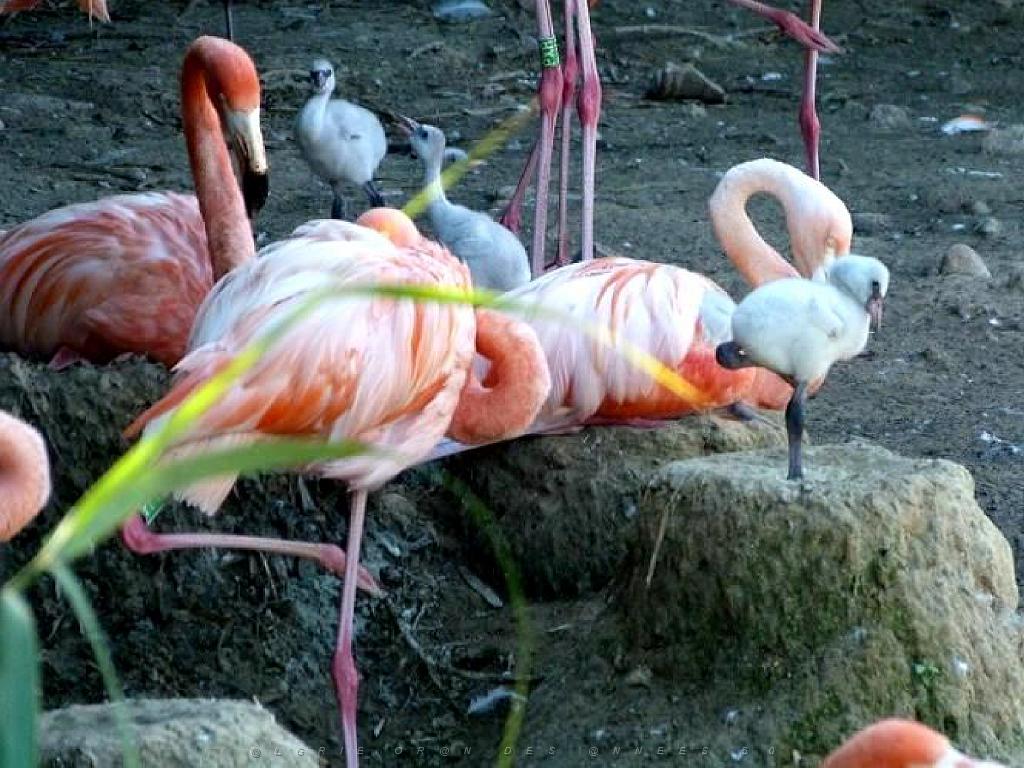 101PARC AUX OISEAUX DANS L AIN 2016 1_000013.jpg
